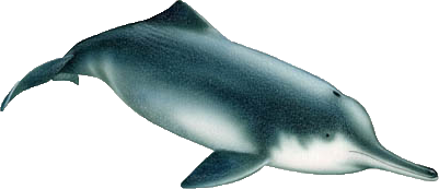 Via Wikipedia