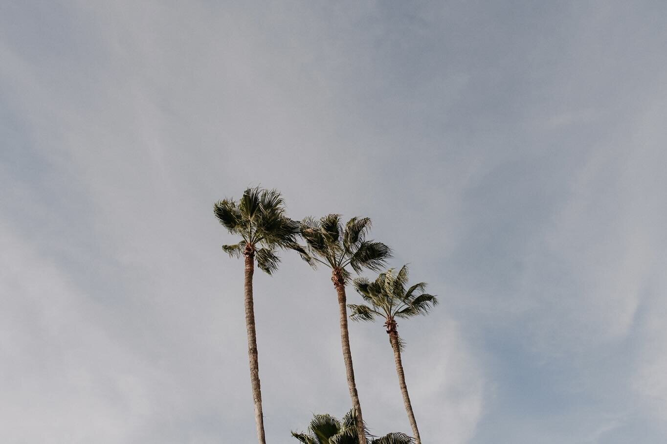 Palm trees and old town vibes, 
From Los Angeles to Baja✨
A lovers&rsquo; engagement session❤️&zwj;🔥

.

.

.

#todossantos #todossantoswedding #todossantosweddingphotographer #todossantosengagement #bajaweddingphotographer #bajaweddingplanner #cabo