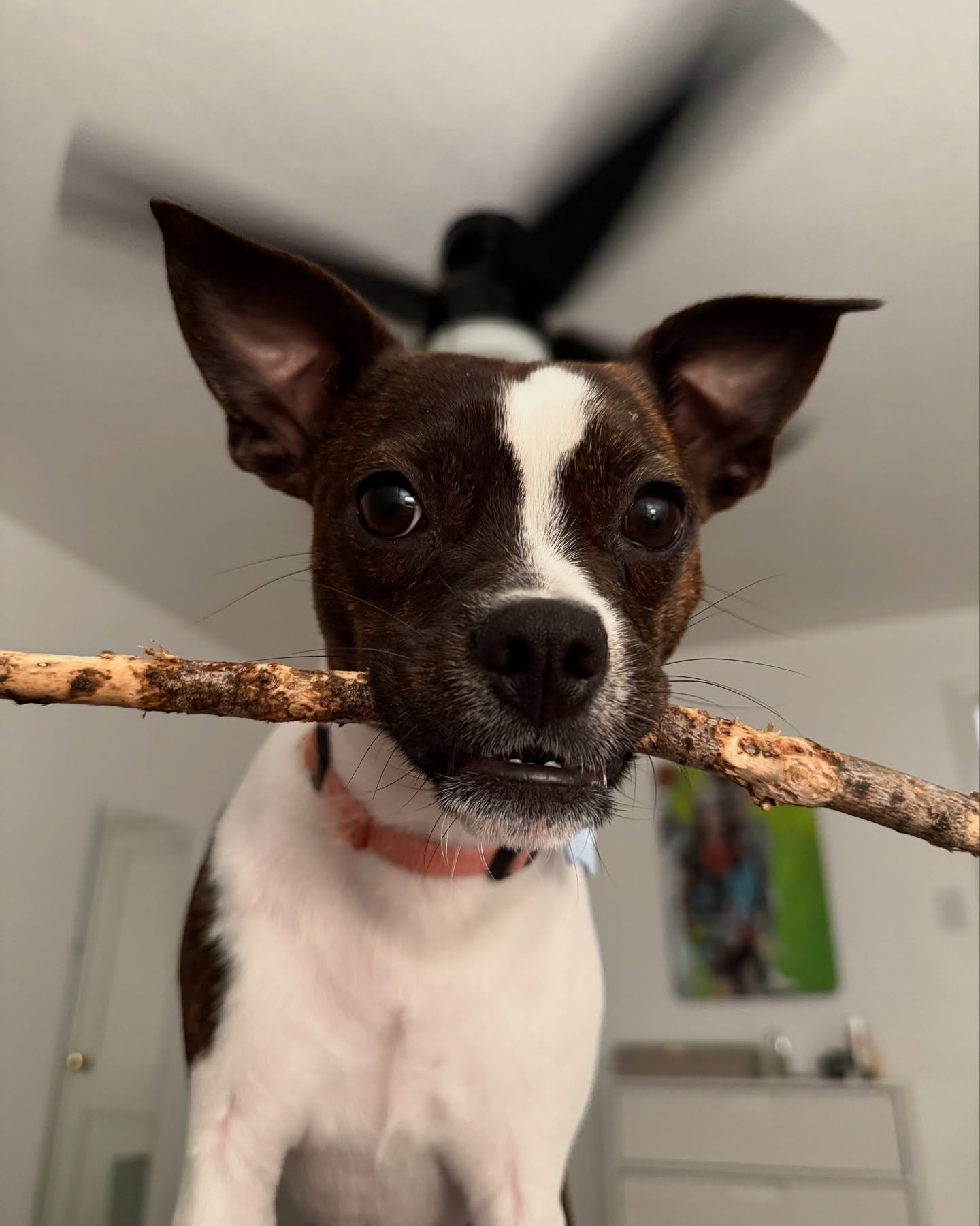 IT&rsquo;S TURBO TIME! 

We are over 75% of the way to our goal! Turbo and the team thanks everyone who&rsquo;s donated!

Help us with our final push! 🐾🦴

#turbotime #givelocalyork #grottoyork