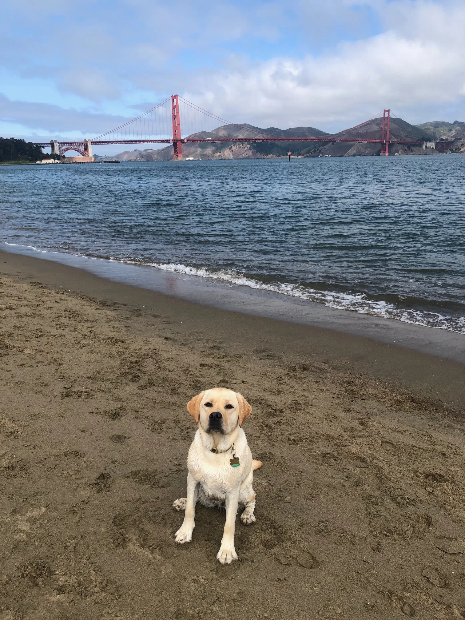 Zaby, at Crissy Field, in a rare, obedient moment.