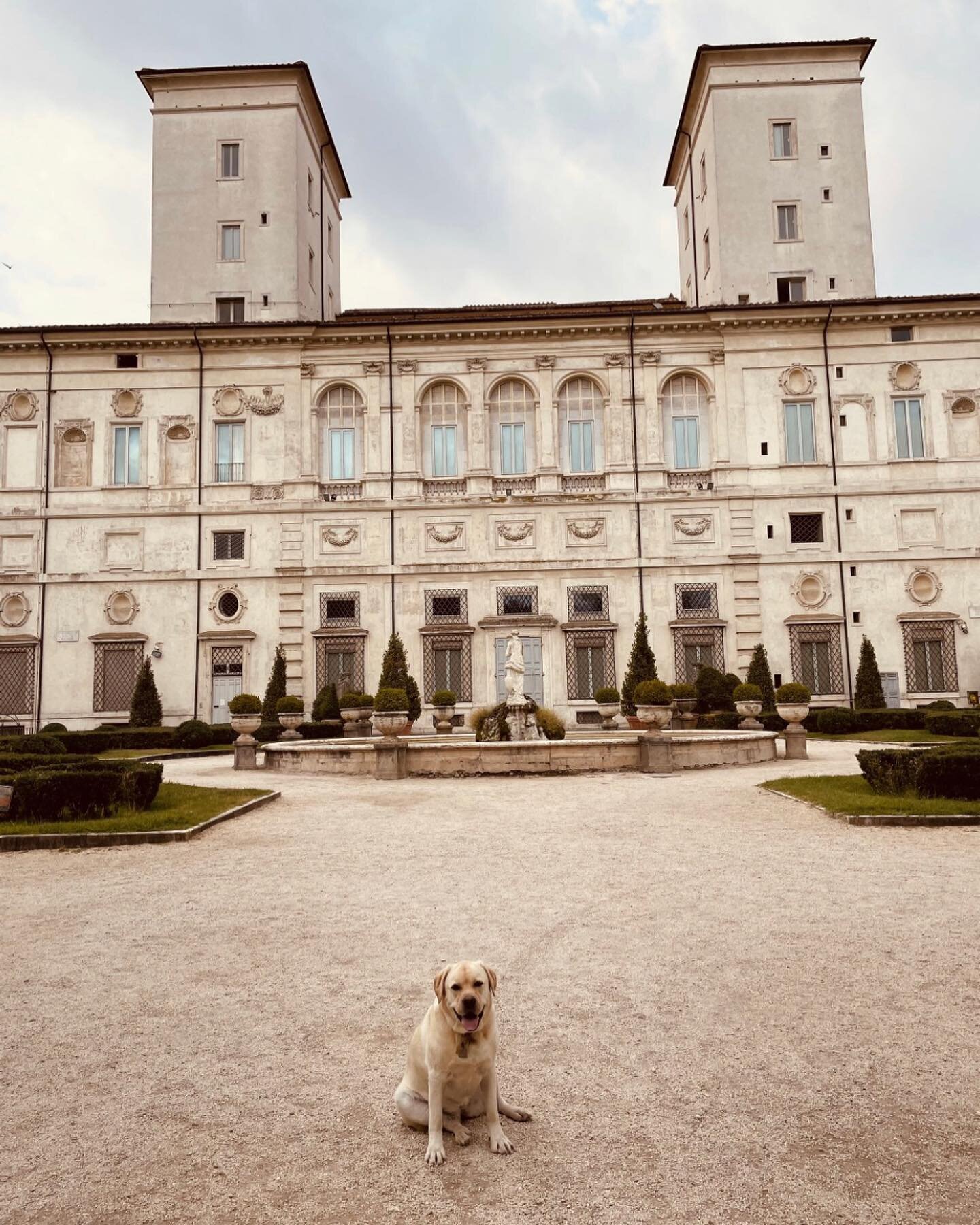 Roman Ruminations: Pandemic Pups in The Eternal City. Please read my latest in Pet Therapy Notes on Medium, https://link.medium.com/G9Aixhz84lb. Link also in bio.