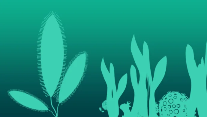 seaweed3.jpg