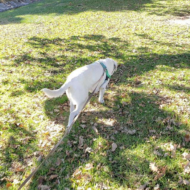 Saturday walk with the old man Yeti