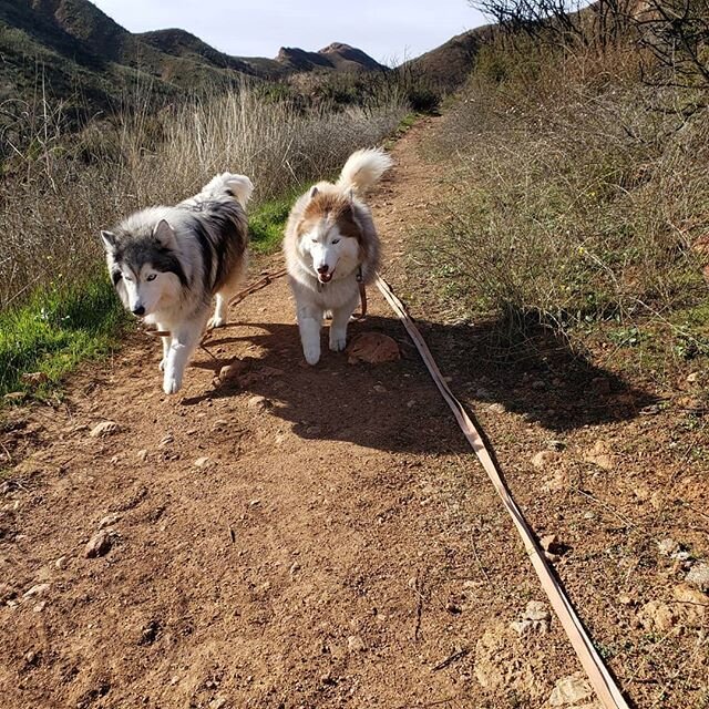 Adventures of the Fluffy Tail Club on Tuesday