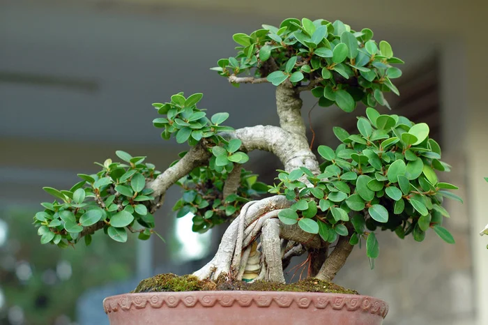 bonsai tree.jpg