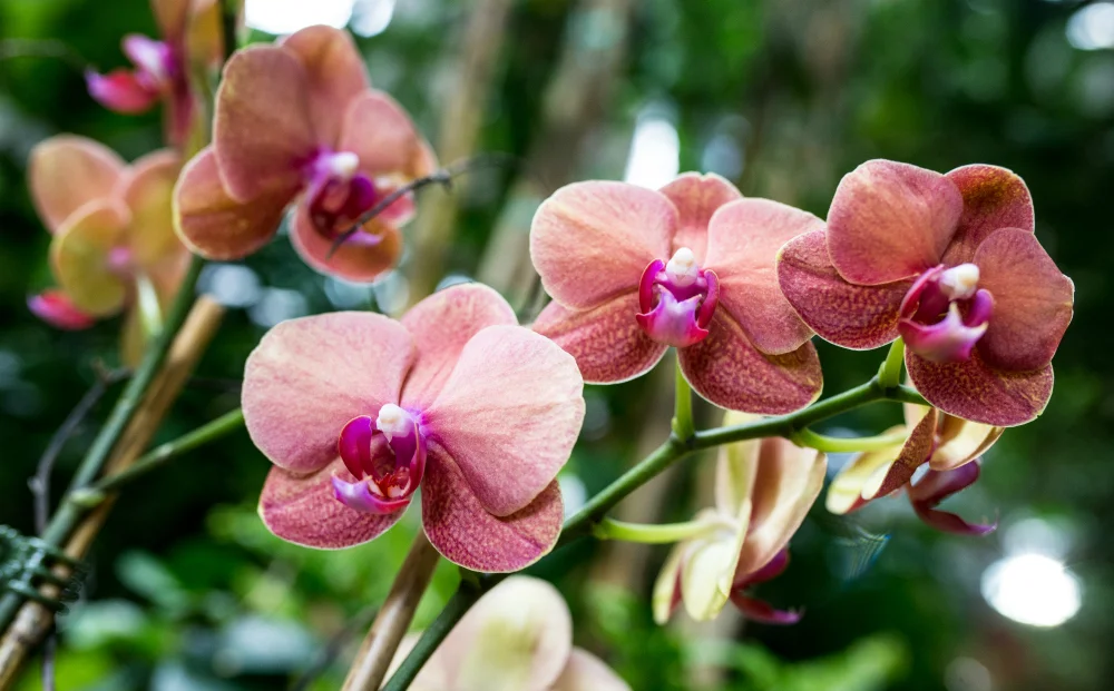 Our Shop — Exotic Plants Sacramento