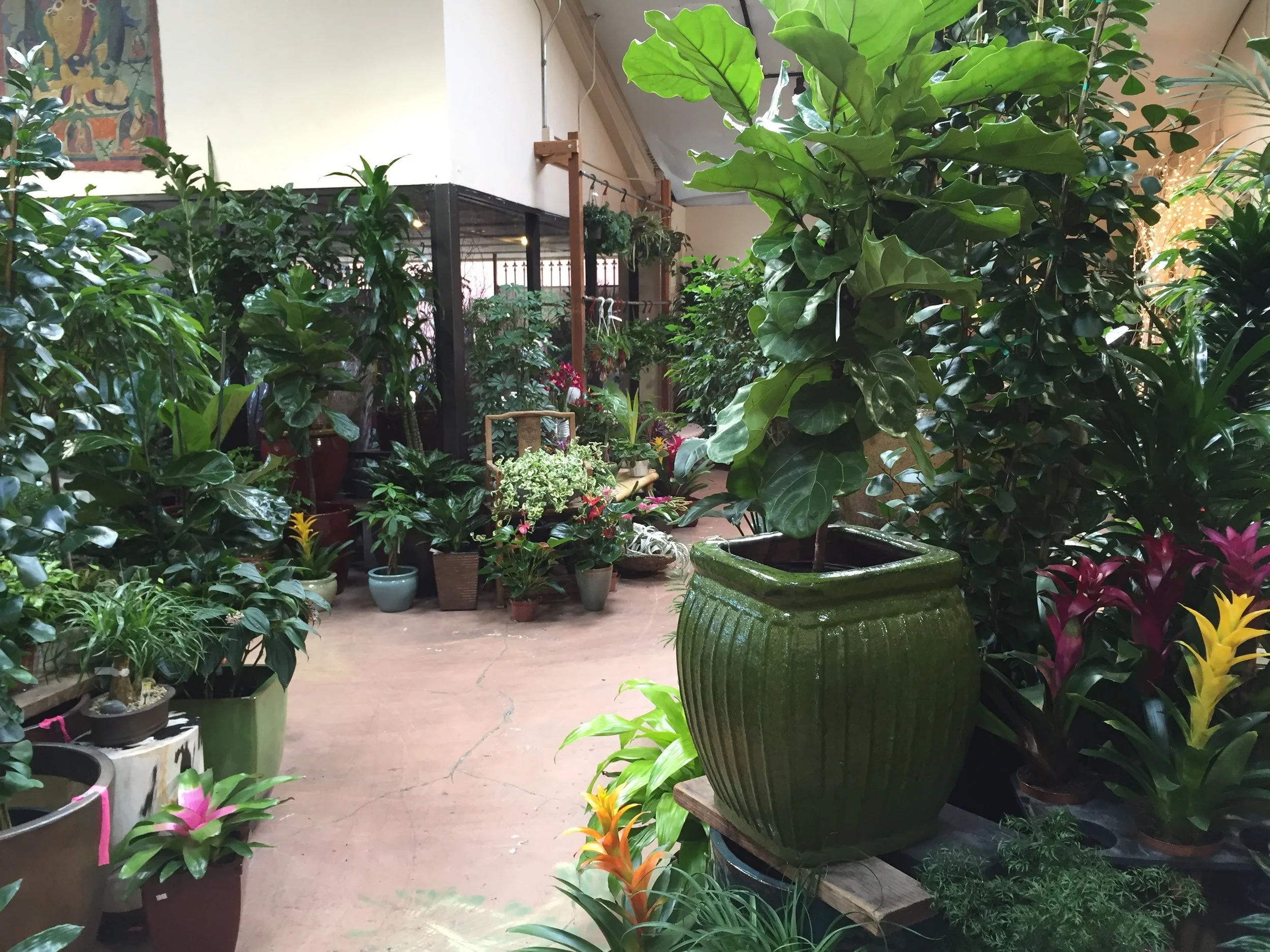 Our Shop — Exotic Plants Sacramento