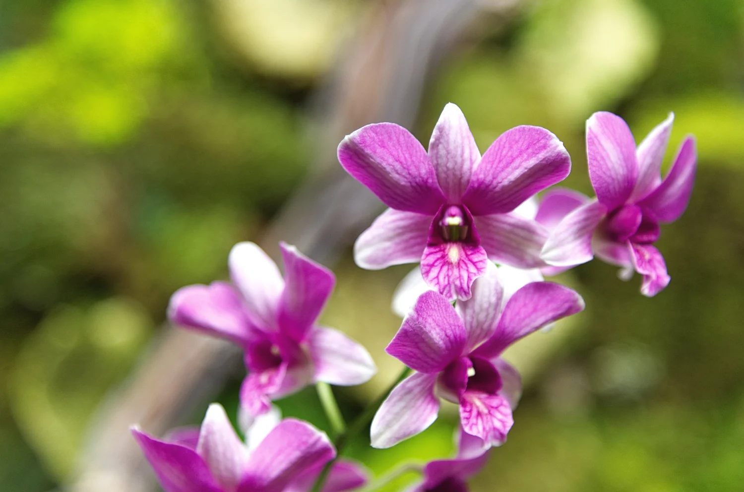 Pictures Of Exotic Flowering House Plants