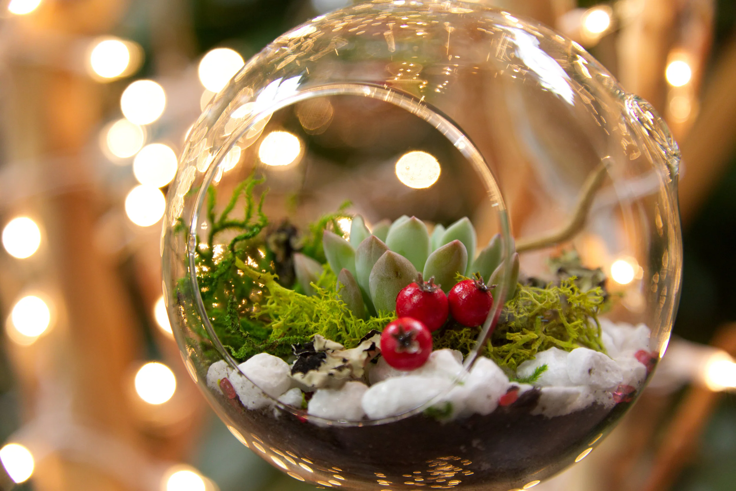 Exotic Plants Sacramento