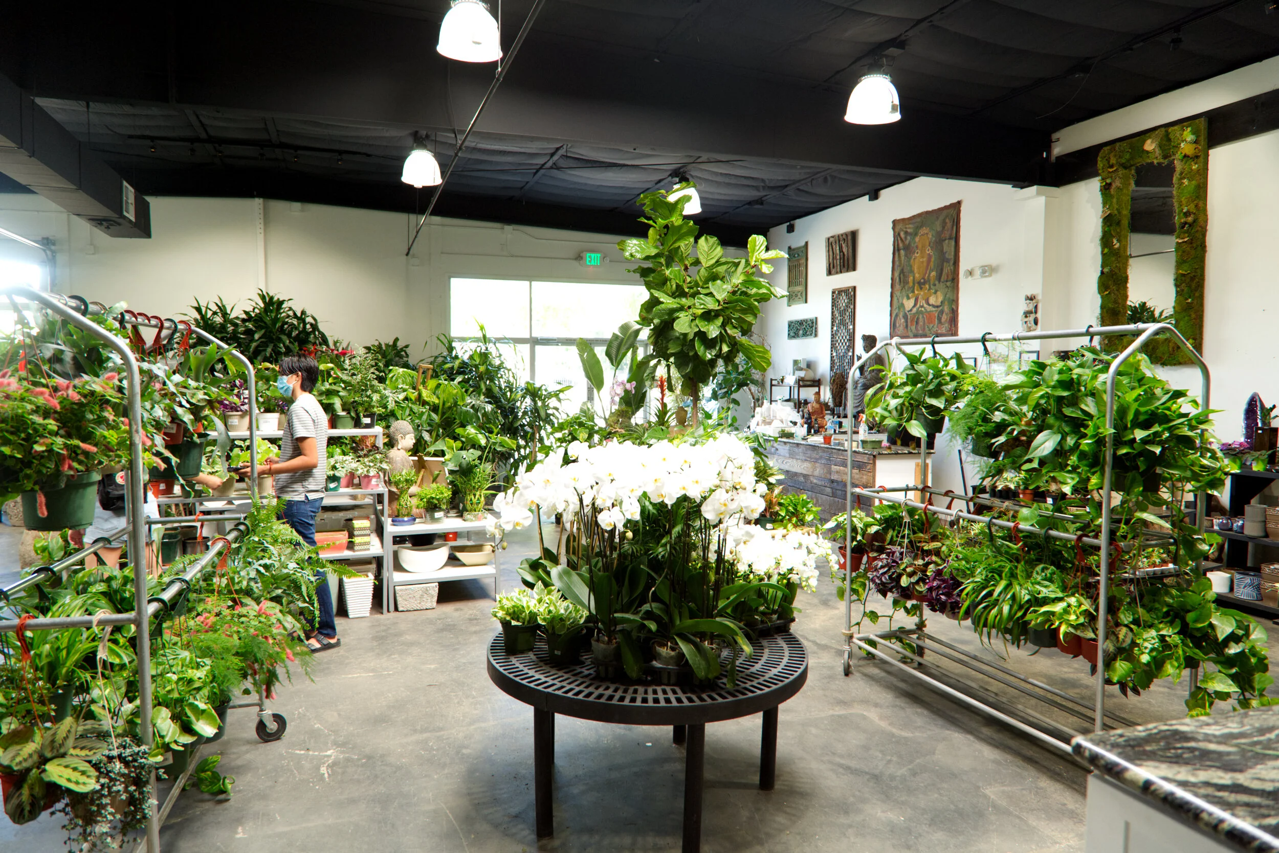 Exotic Plants Sacramento
