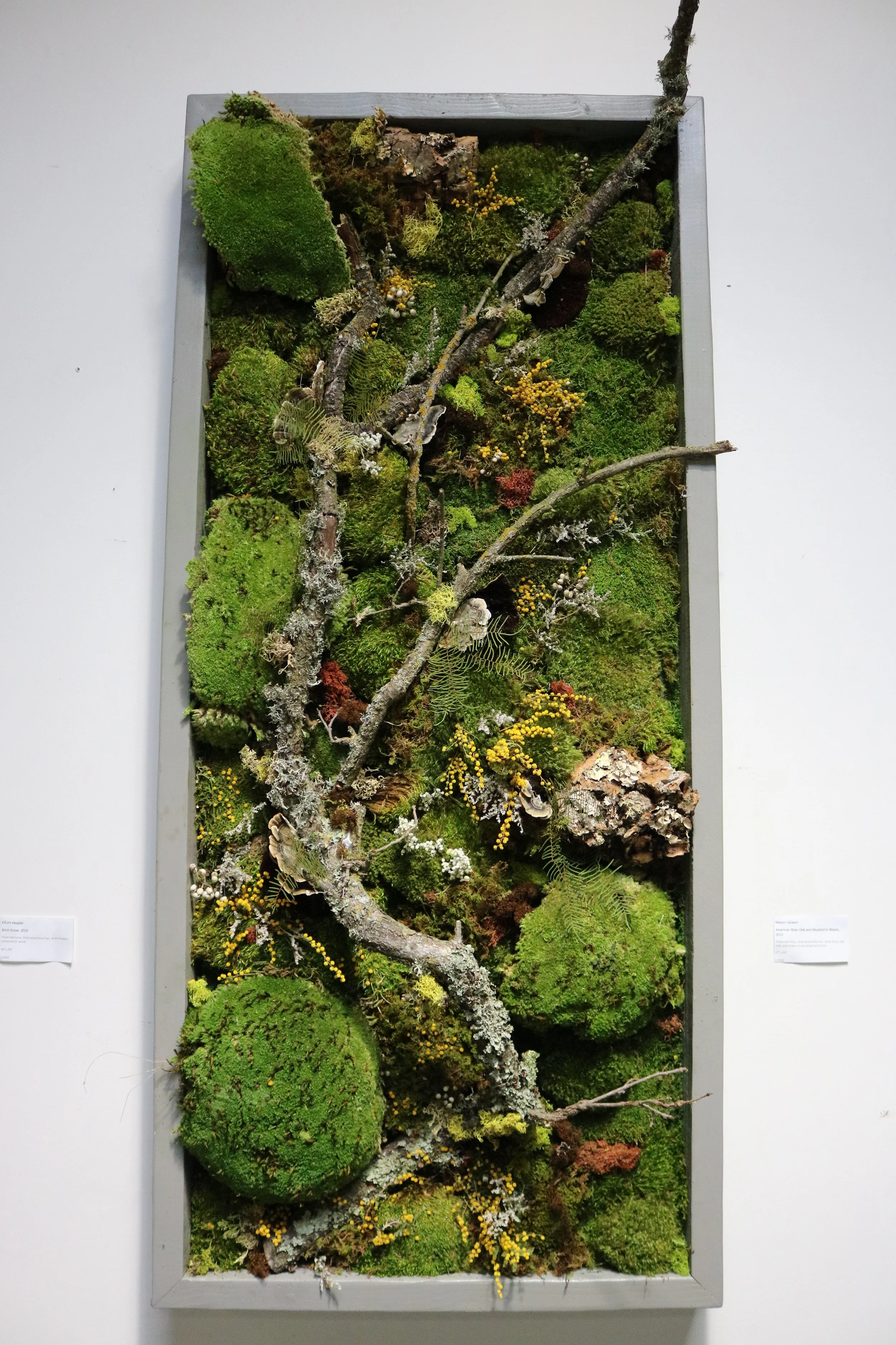 Moss Art by Kifumi Keppler — Exotic Plants Sacramento