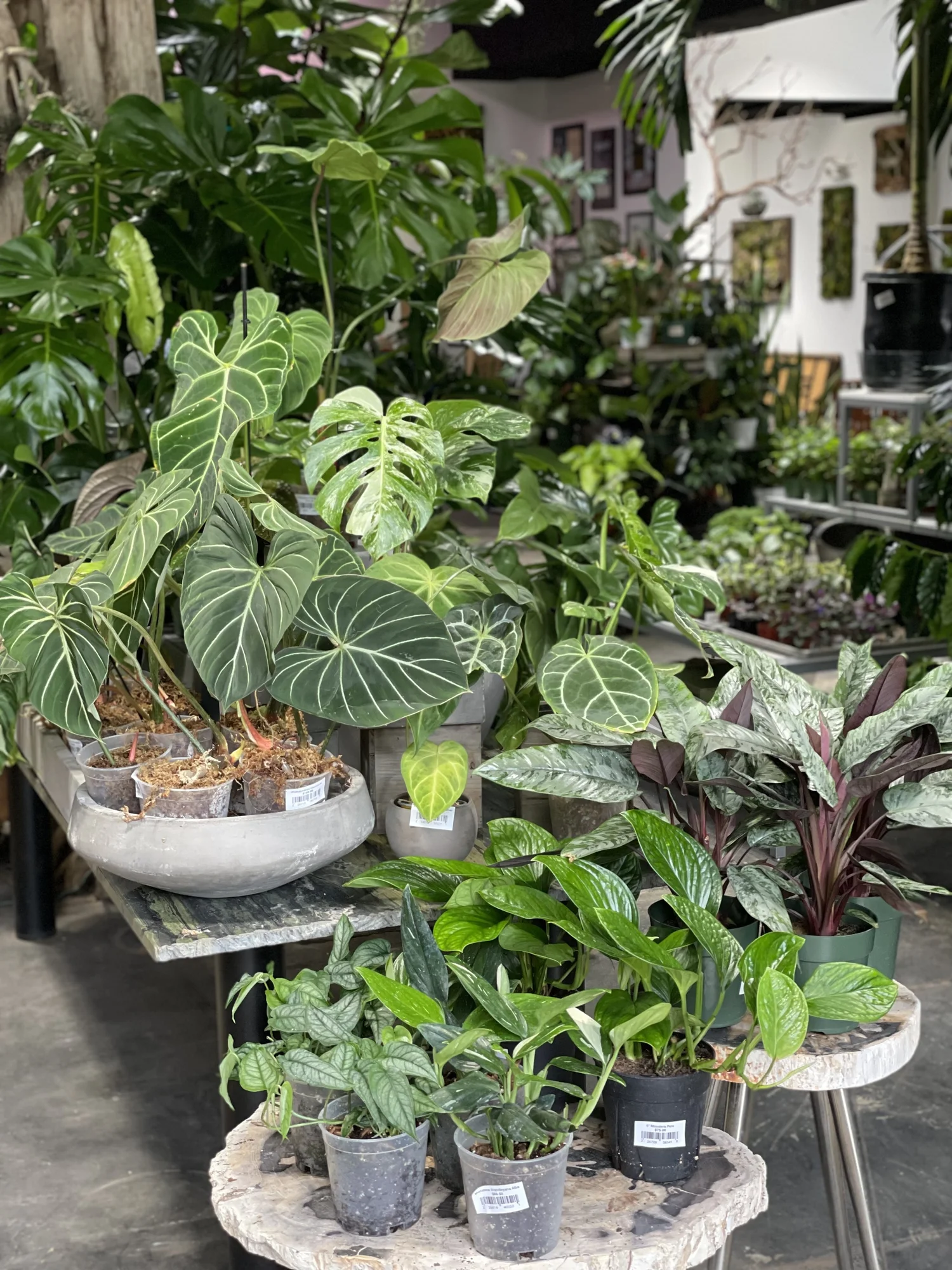 Exotic Plants Sacramento