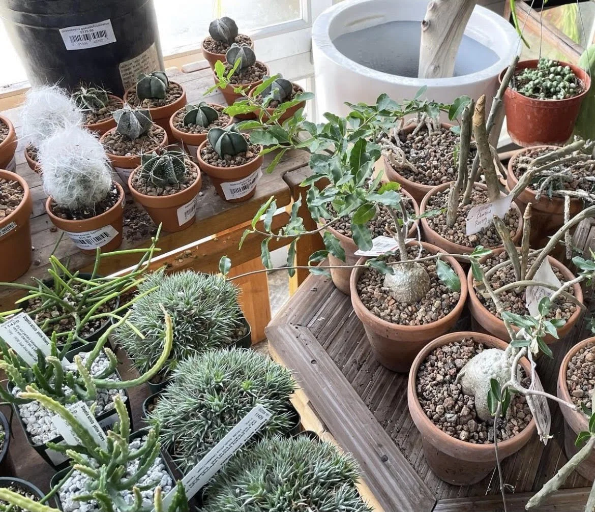 Exotic Plants Sacramento