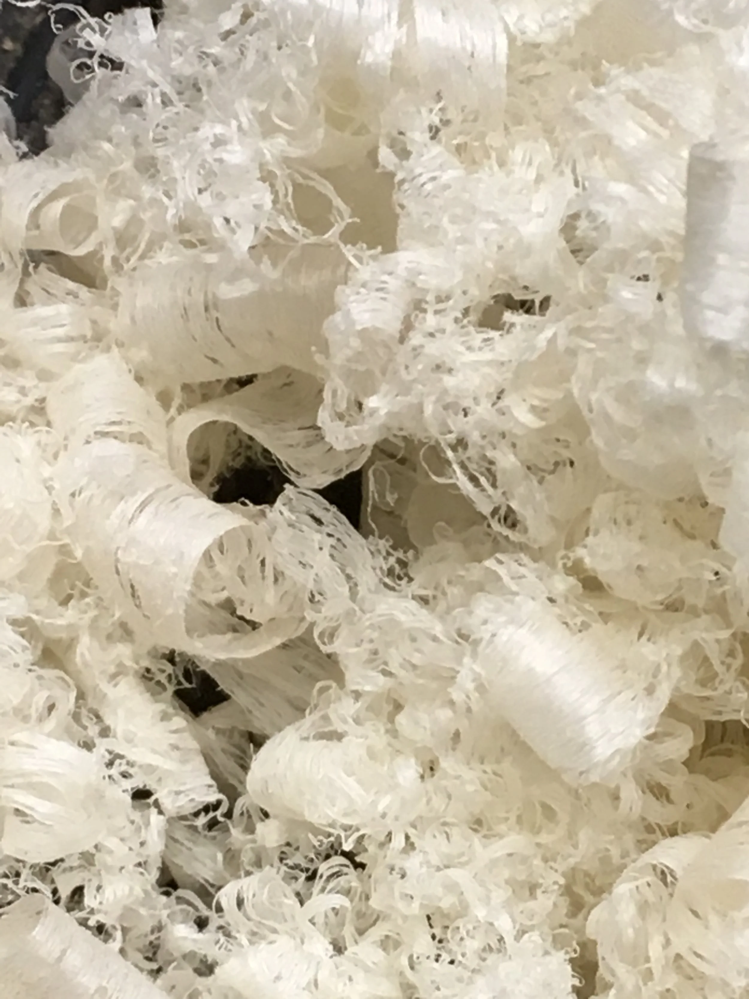 Misc, Maple, Excelsior.JPG