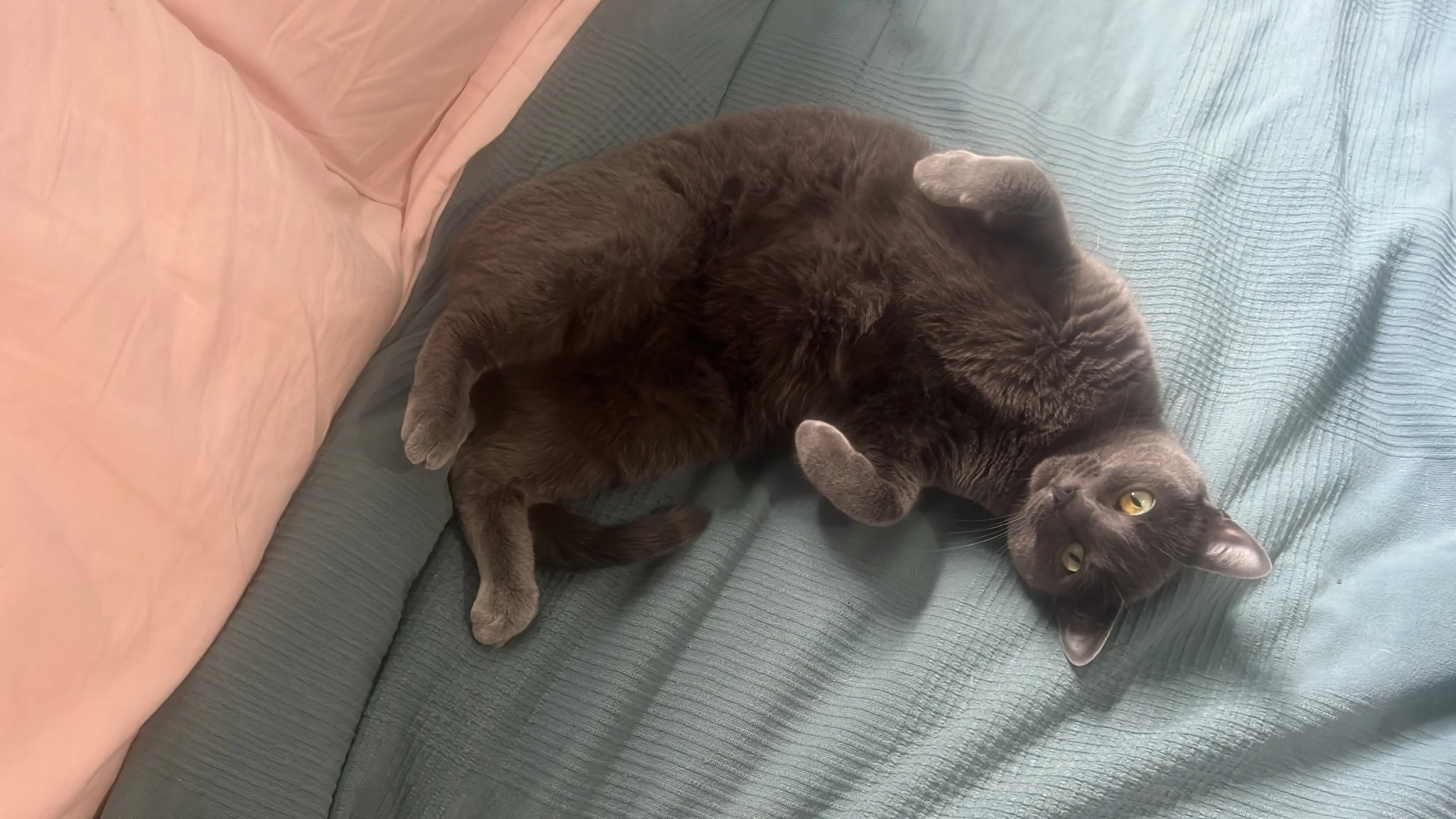 Peggy loves belly rubs 