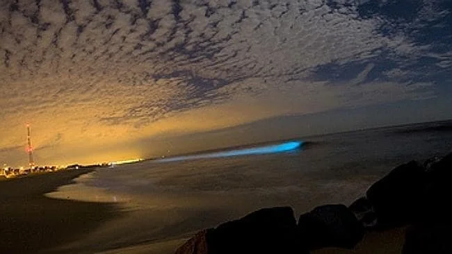 The Magical Effect of Bioluminescence Explained