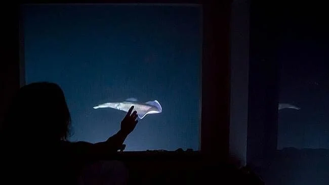 Africa's First Underwater Hotel Room at The Manta Resort opens in Zanzibar