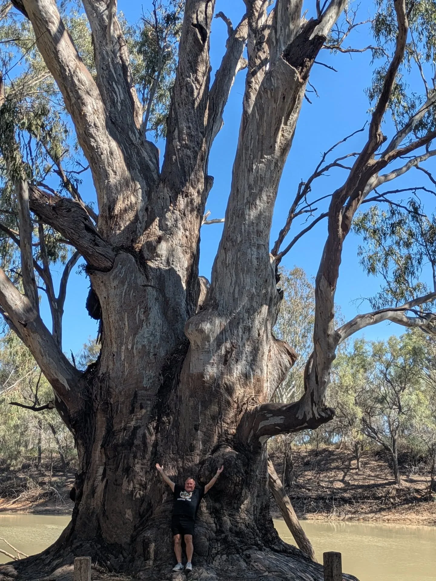 Special find! 
THE BIG TREE! 

#sammaddisonmusic