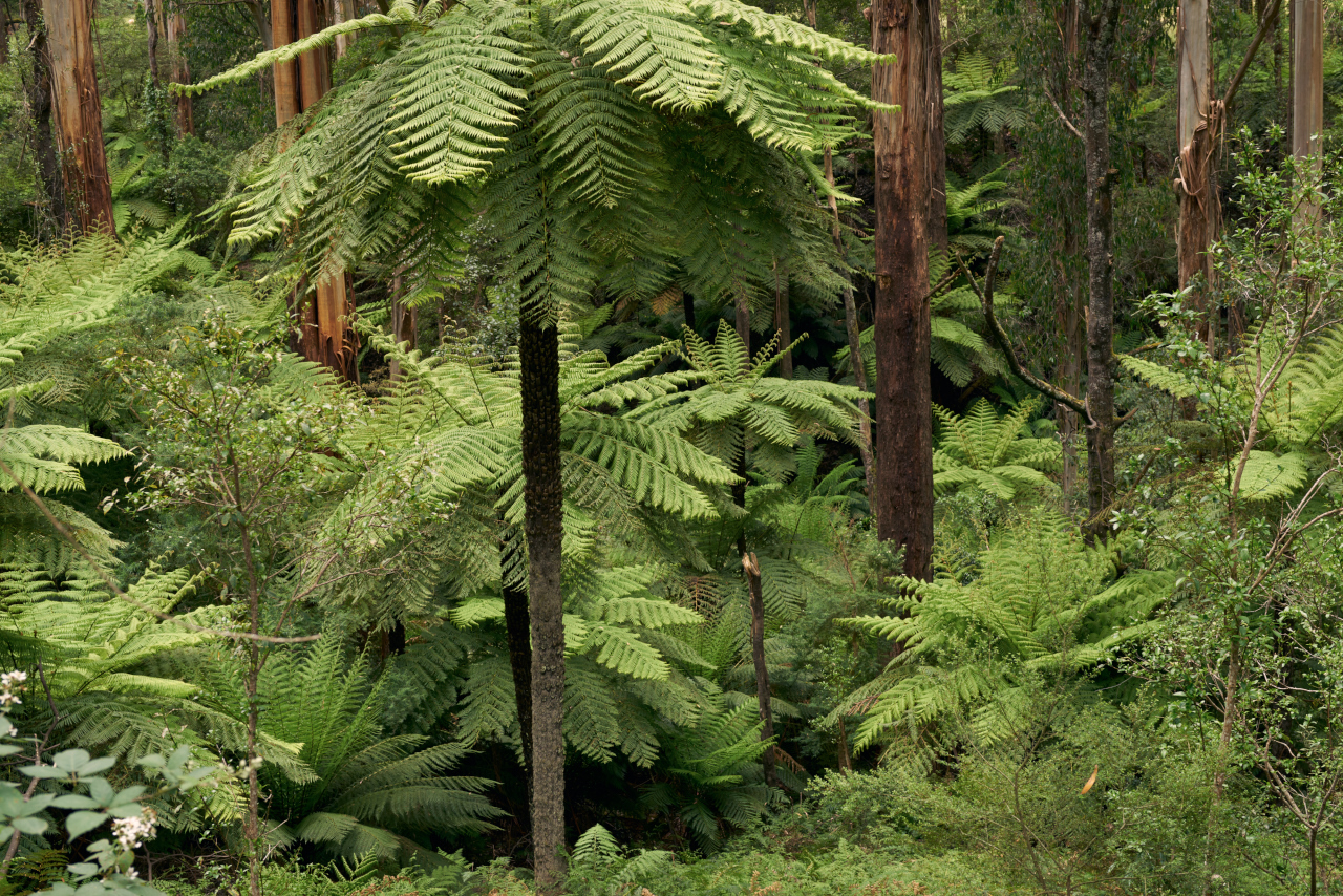 Property - ferns 2.jpg