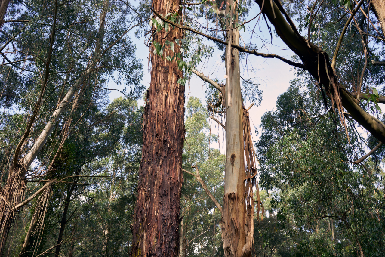 Property - tree tops.jpg