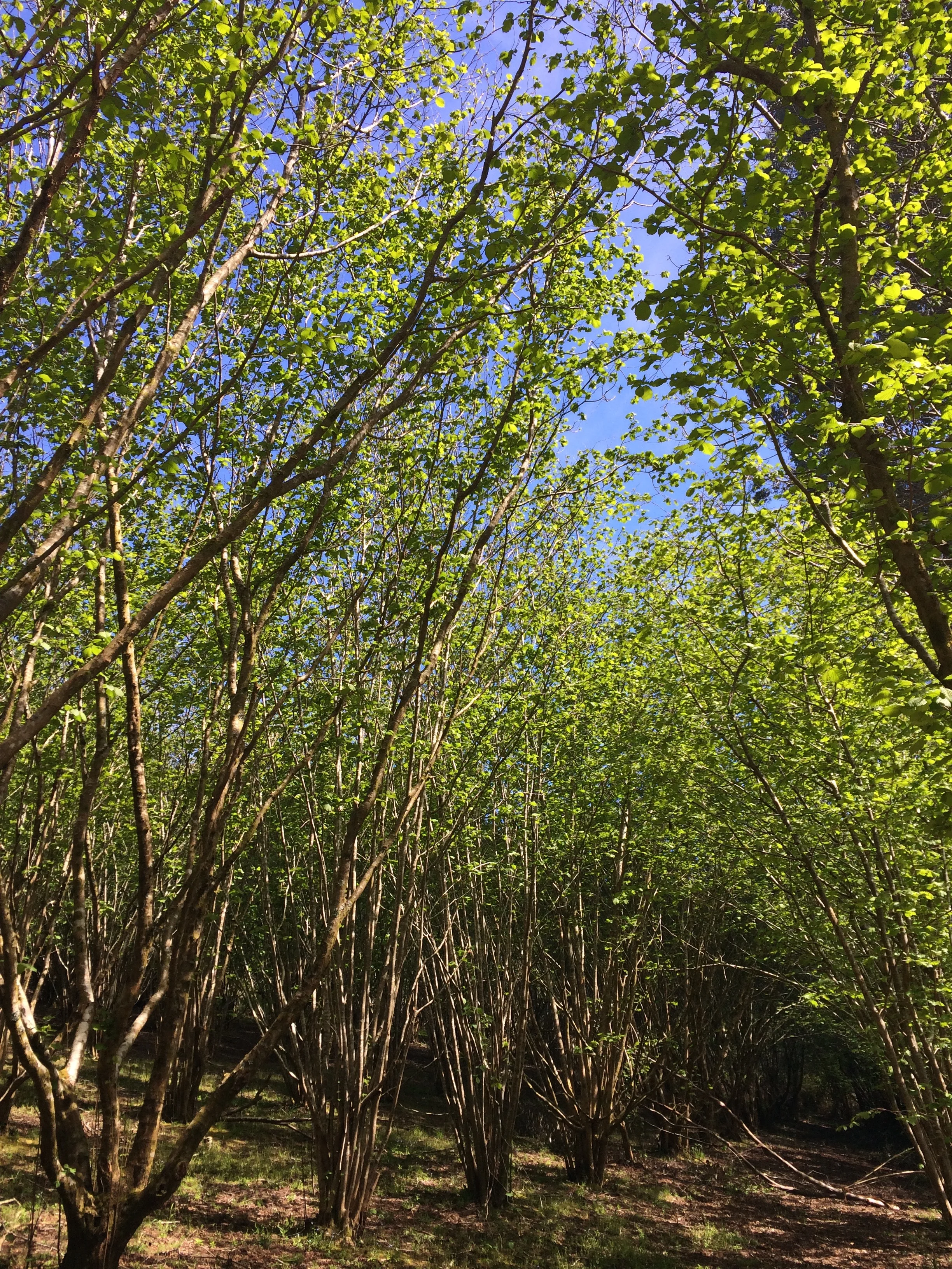 hazelnut spring.jpg