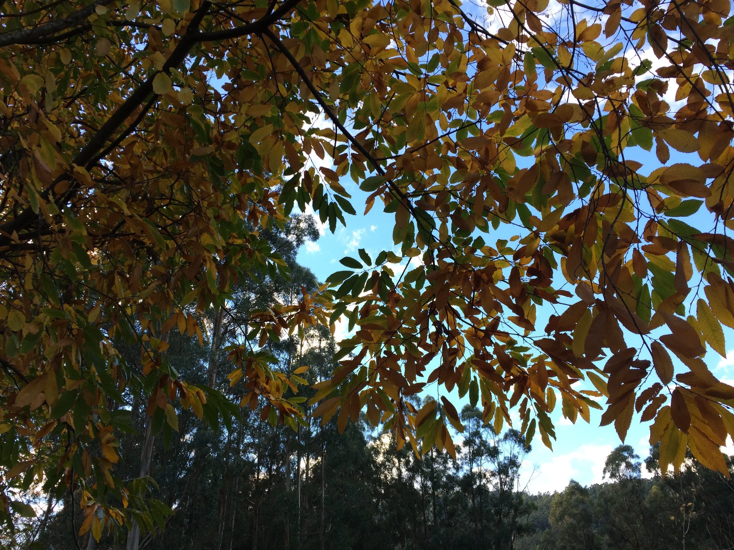 chestnuts autumn.jpg