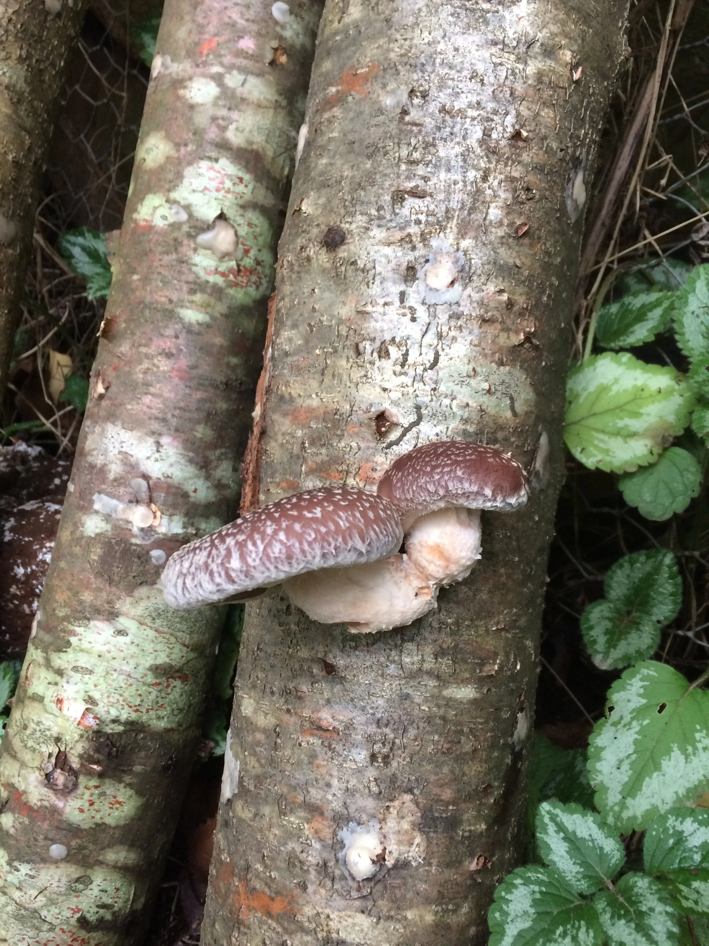 Mushroom growing workshop