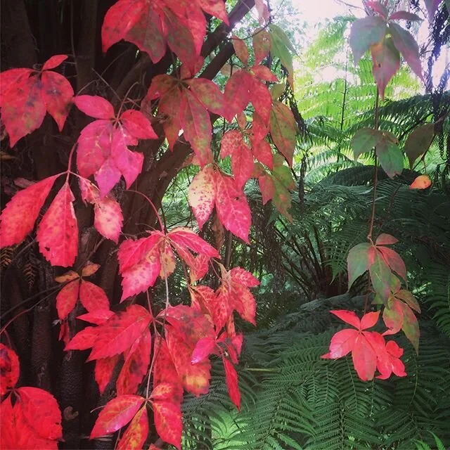 Cottages, retreats and shiatsu currently on pause for a little while. But nature is abundantly providing, kids still laughing and cheeky as ever, community connection strengthens and inward resting time is welcomed.
Stay well and healthy everyone. We look forward to opening again so you can retreat, rejuvenate and reconnect in nature again soon.