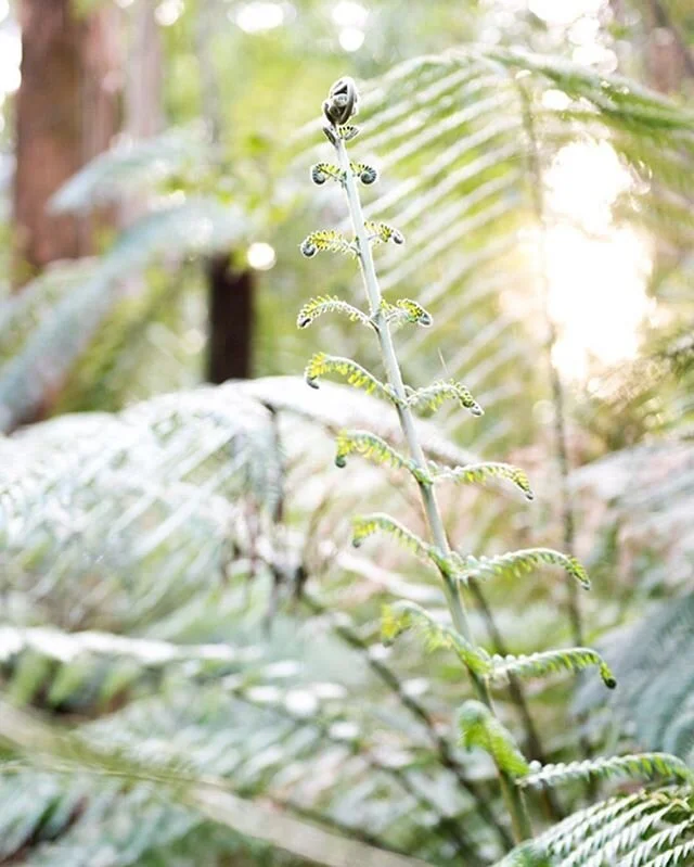 Fri-yay vibes here in the mountains.
It&rsquo;s been over 2 months since we&rsquo;ve had guests staying in the cottages.
Feels so nourishing to make space for others to get that much needed rest - wood fire all set, fresh flowers from our garden, and extra warm blankets for that perfect deep restorative sleep.