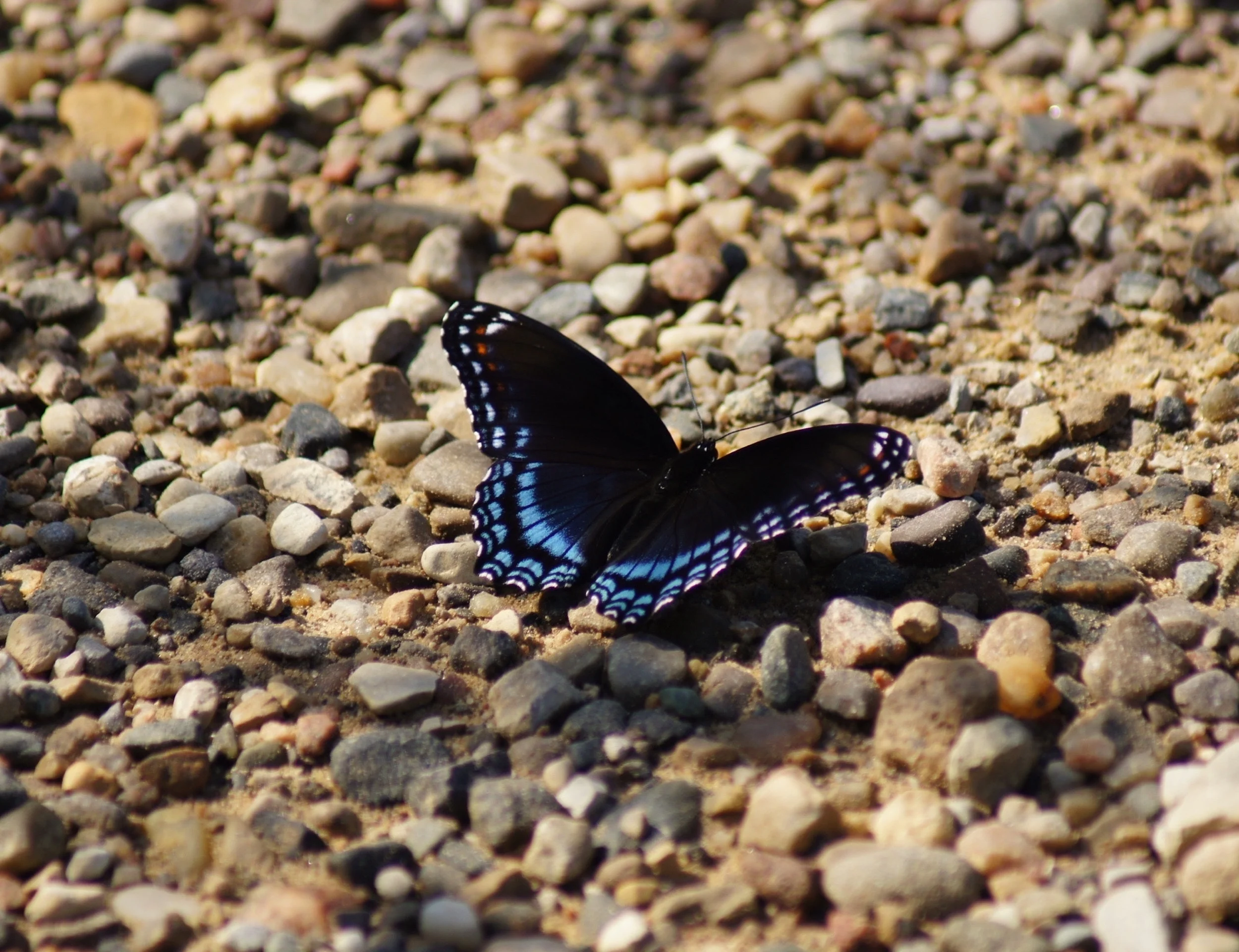 butterfly-newest.jpg