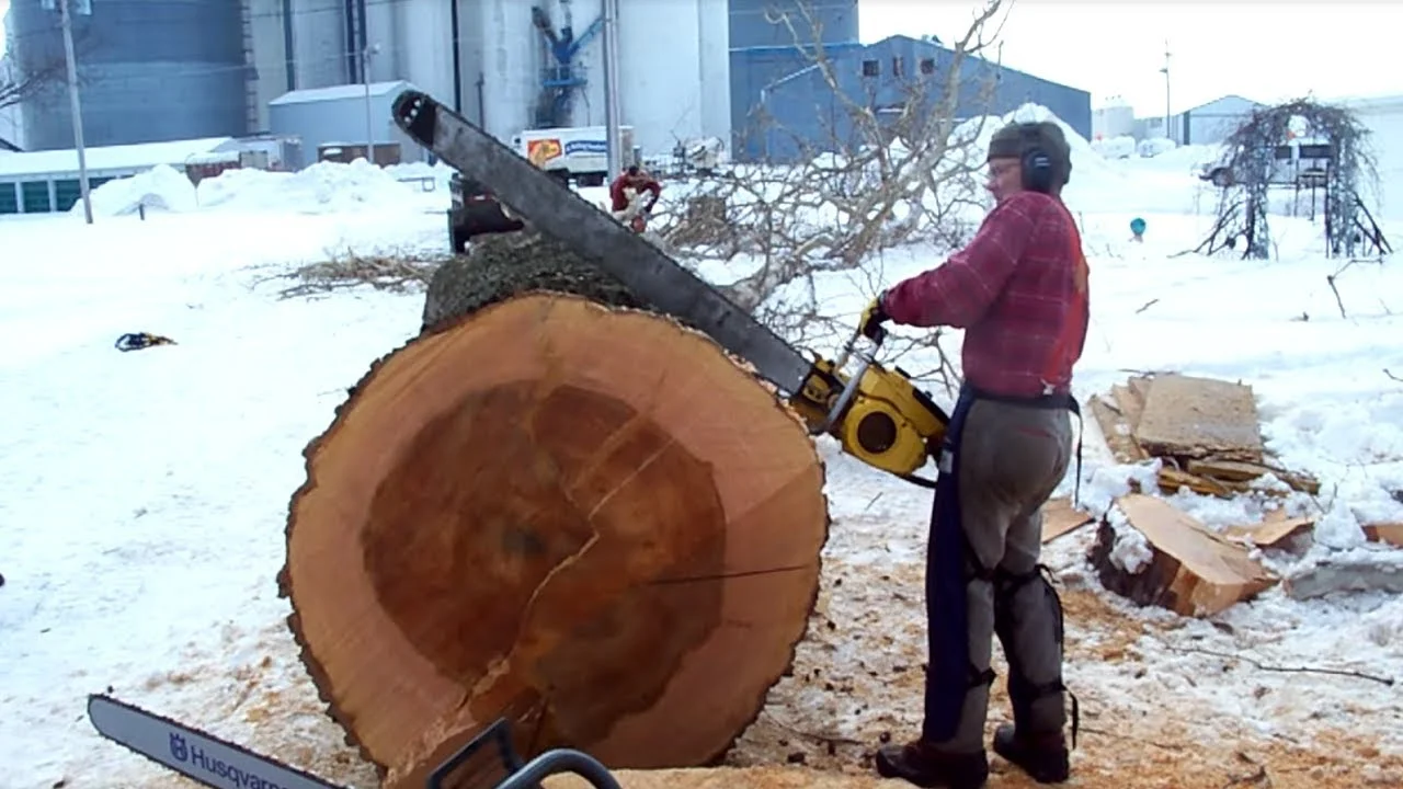 CHAINSAW SAFETY, MAINTENANCE and CROSS CUTTING FELLED TIMBER (practical)