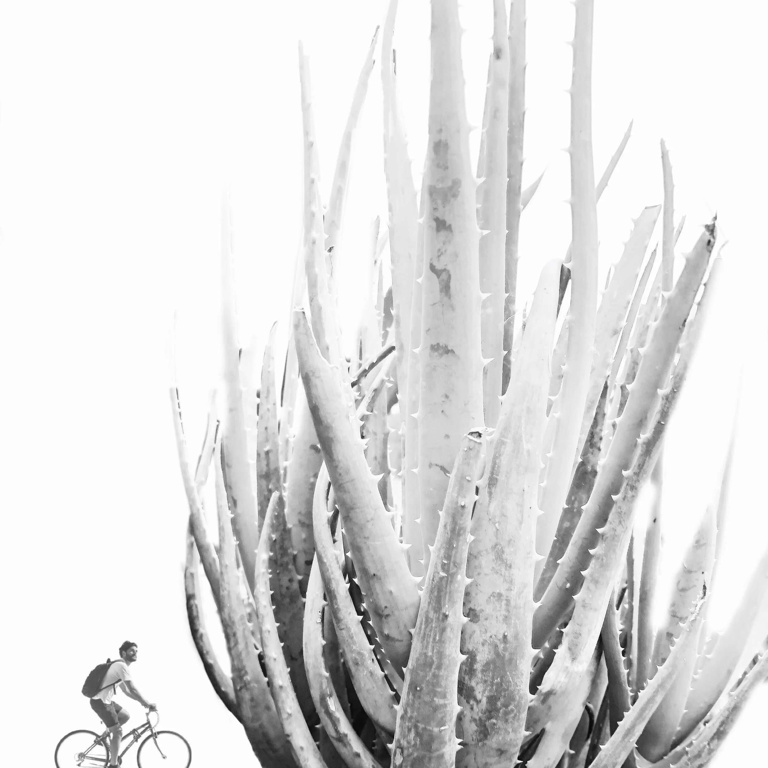 succulent architecture