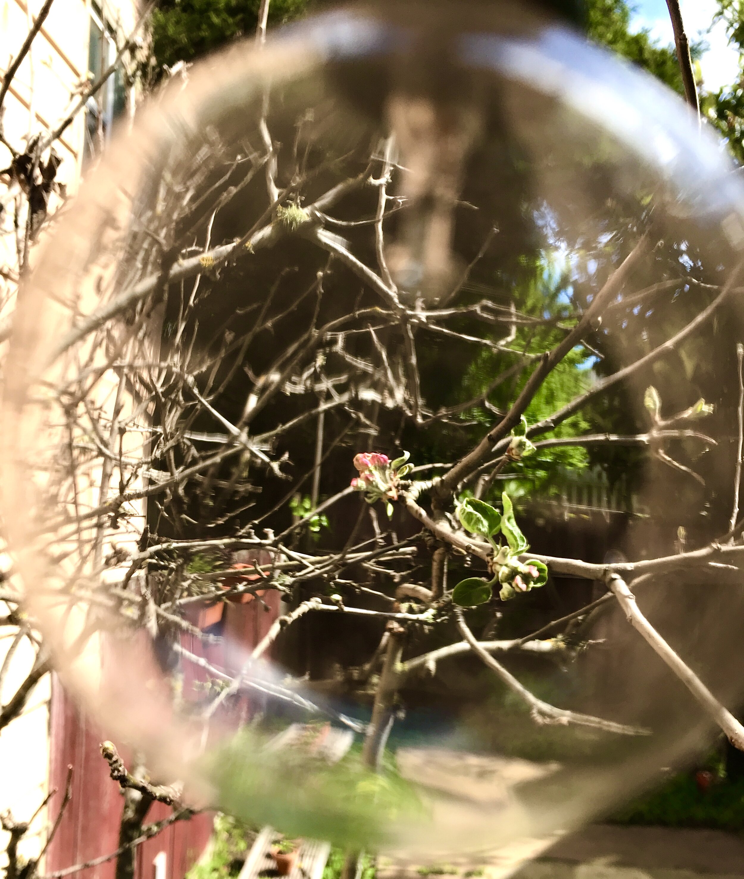 Spring is Springing Seen through a Lightbulb.jpg