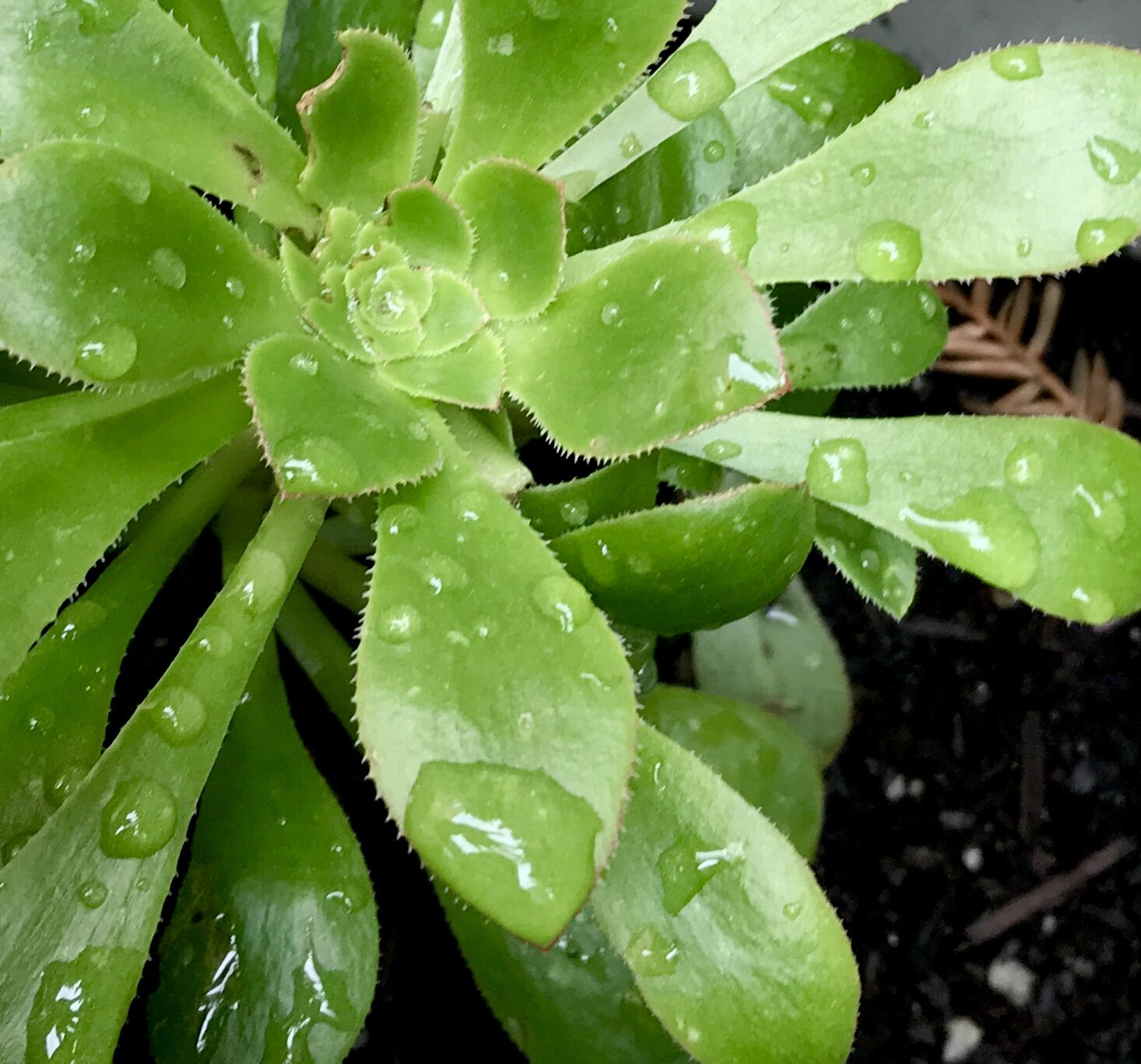 Hi Reflected in Droplets on a Succulent.jpg