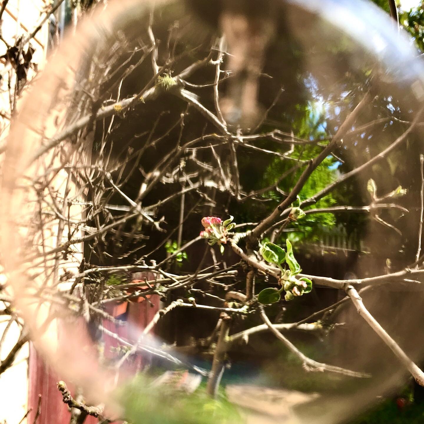 So grateful for our lil garden! #blessedbynature and it makes me happy every day - especially rn! Spring is still springing! Thanks mucho mama for helping me to grow our #urbangarden π€ππ€©