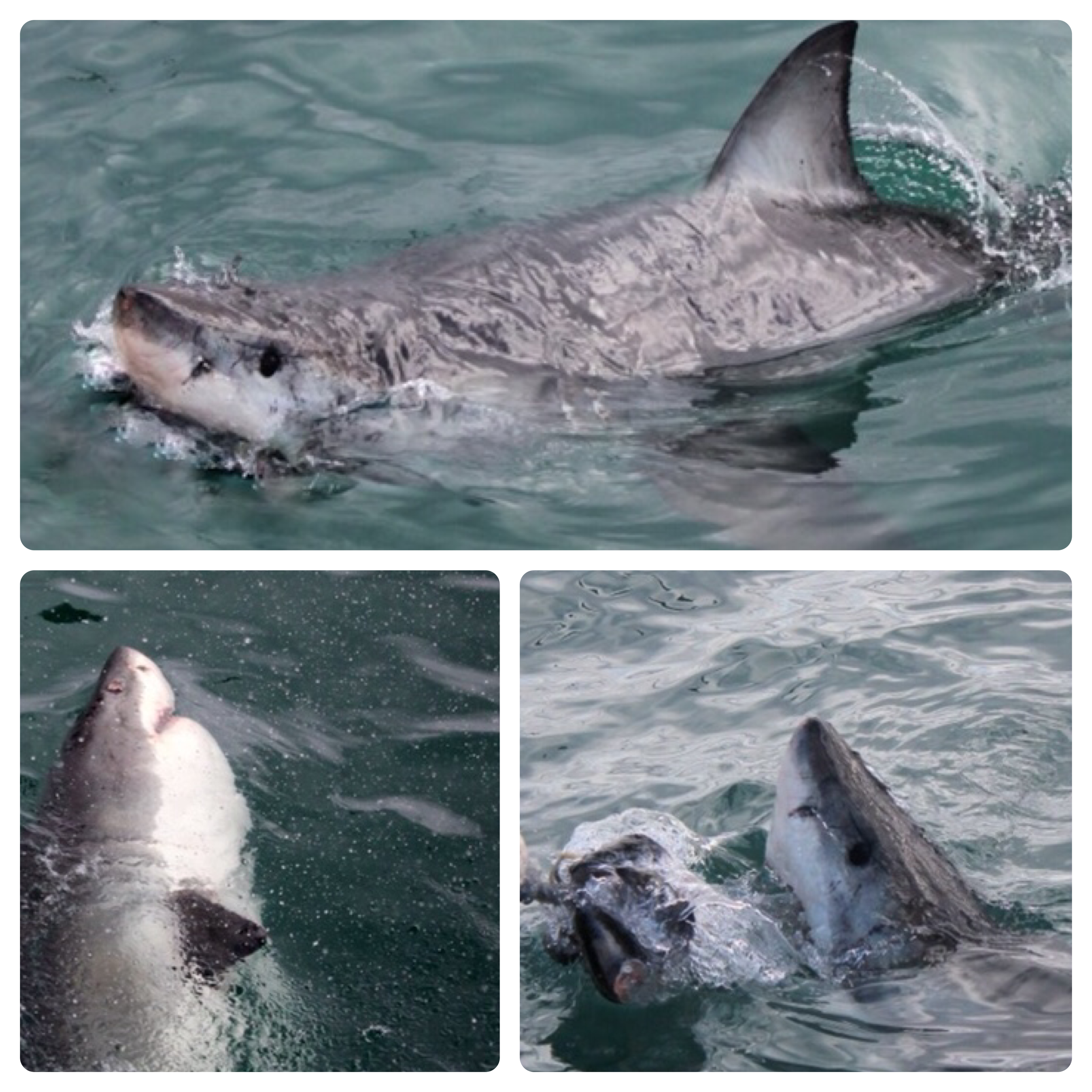 Great White Cage Diving in Gansbaii One of the greatest highlights of the trip was Cage Diving with Great White Sharks. This has been on my bucket list forever, especially because I’m a big fan of Shark Week! We took a cab ride about 3 hours outside of Capetown (our pick up was 3:30am) to a town called Gansbaai where the sharks are most prevalent. As you can see, it was a wild ride and the swells were huge. We saw 2 great whites which came close to the cage and it was incredible. The water was extremely cold but don’t worry, you’re snuggled up in a wetsuit to keep you warm. A truly incredible experience. Wondertip: If you’re prone to seasickness like me, I highly recommend you take dramamine before you leave port.
