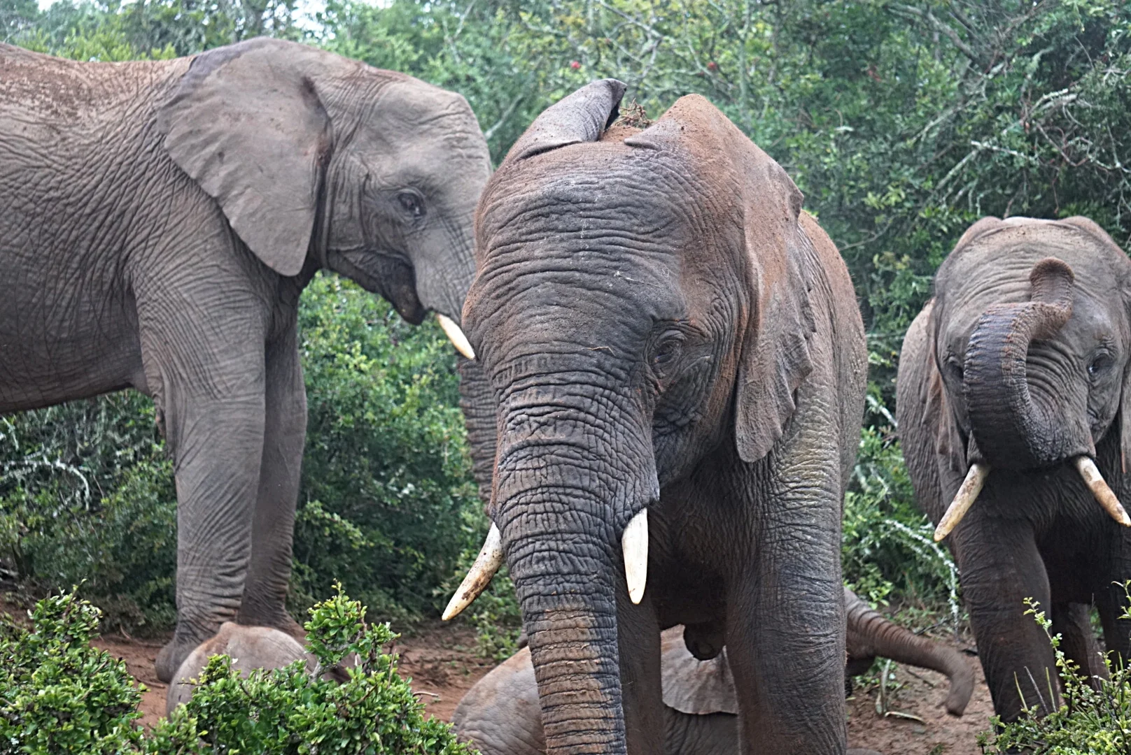 African Elephants