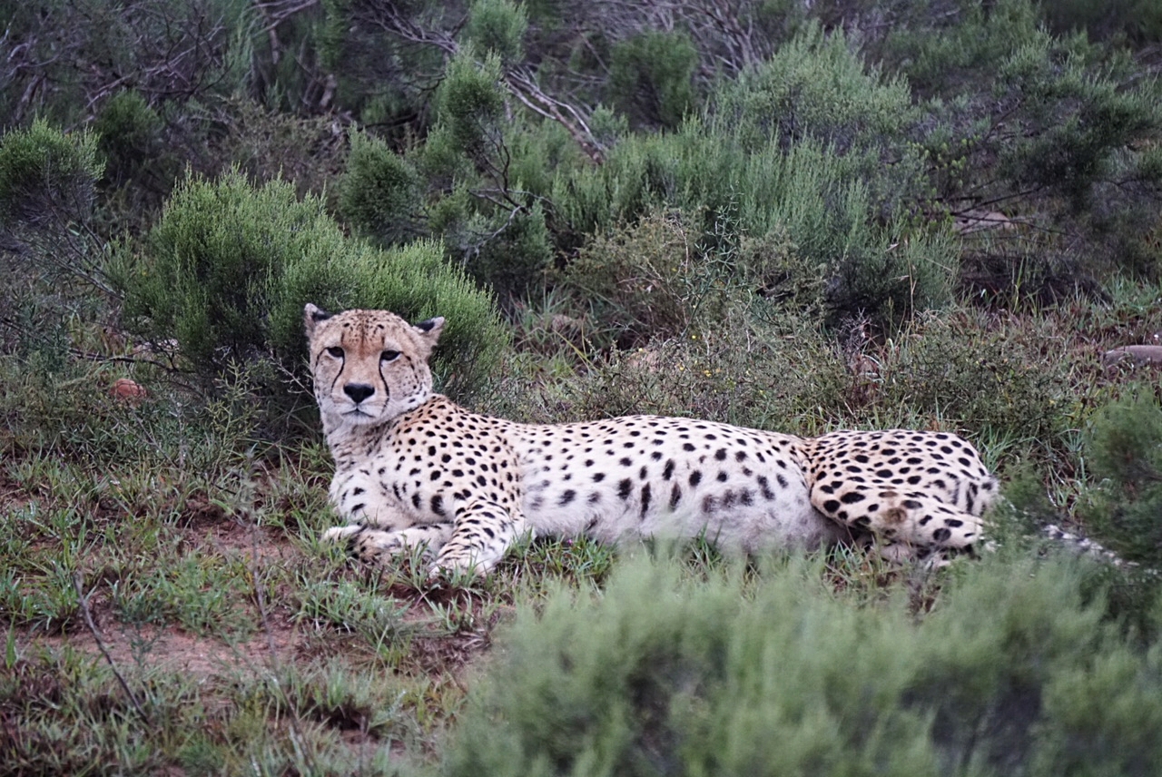 African Cheetah
