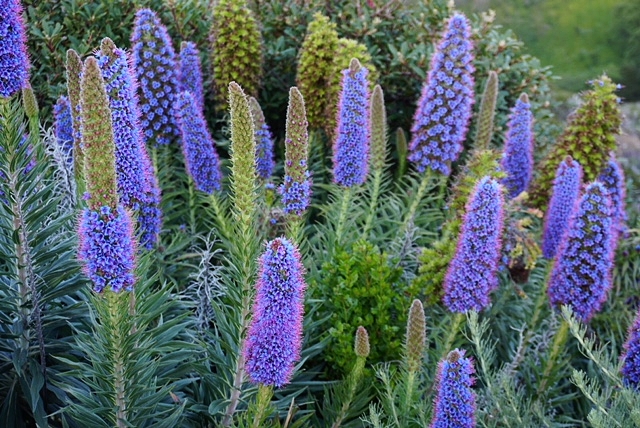 WonderFact : These beautiful flowers are called Purple Echium Flowers. They bloom all over Big Sur!