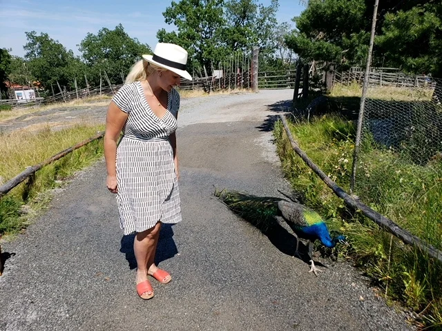 Found a peacock inside the zoo in Skansen!