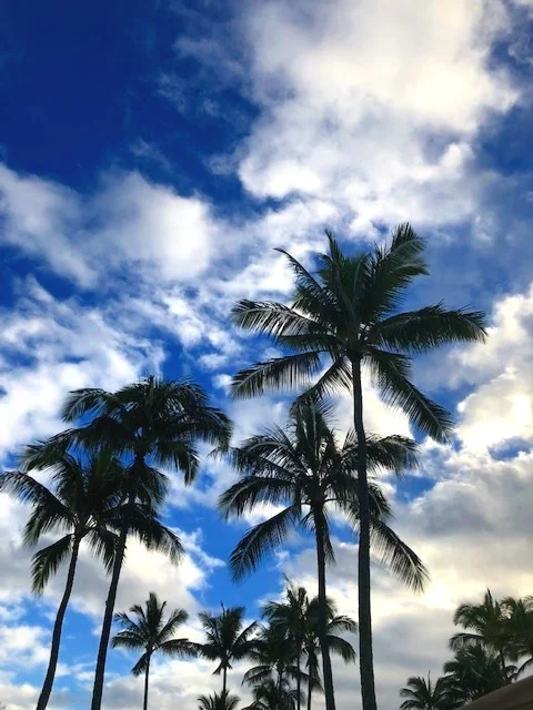 Palm Tree Sway!