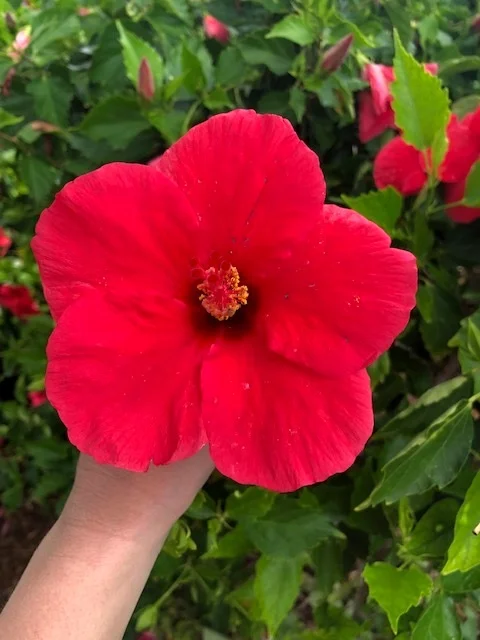 flower+.jpg
