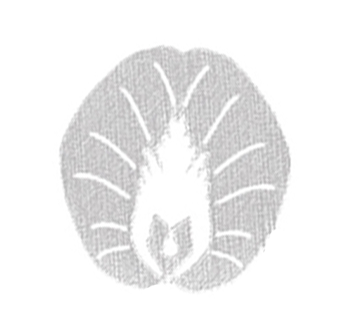 butterflypea.png