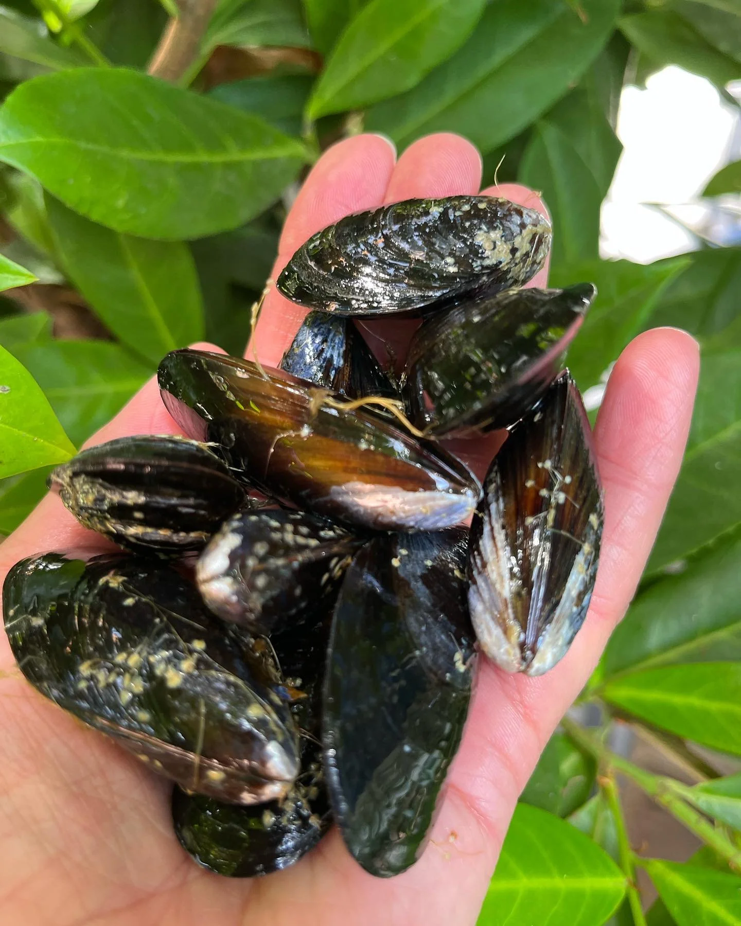 Shellfish Scoop -    Salt Spring Island Mussels
