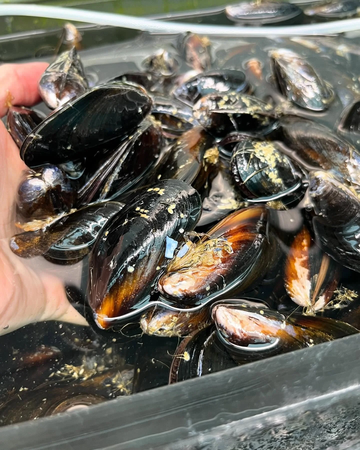 mussel hand tank.jpg