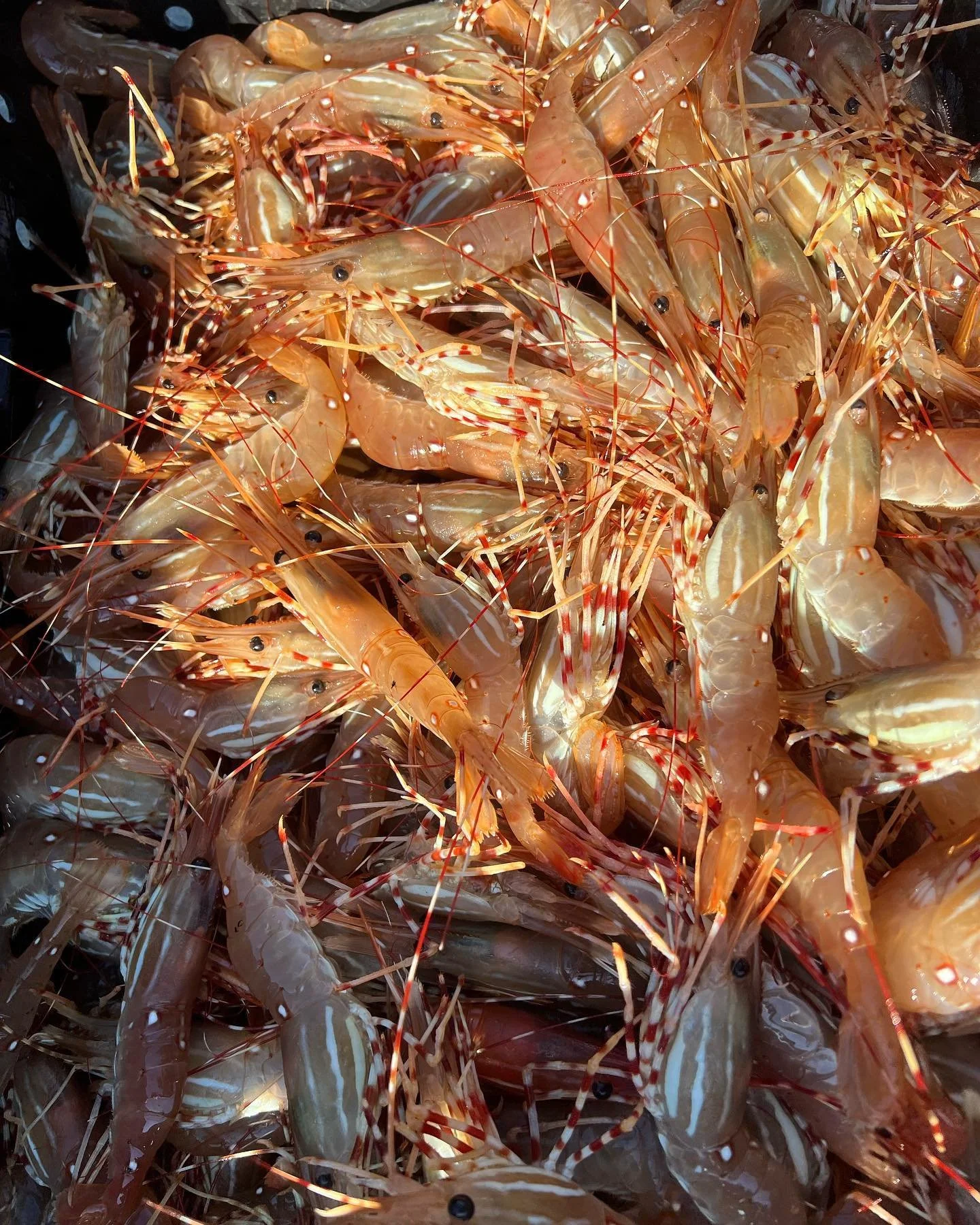 live spotties in the sun.jpg