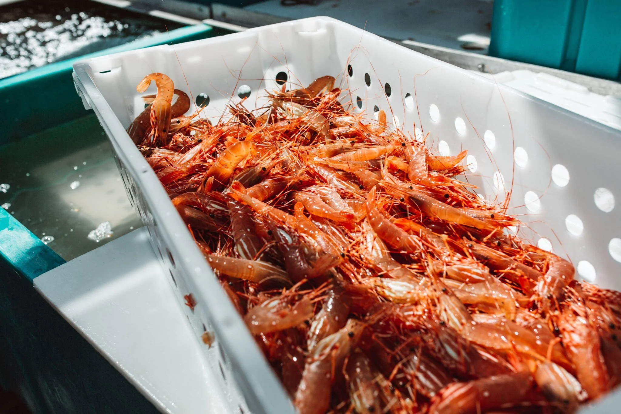 Shellfish Scoop- Spot Prawns