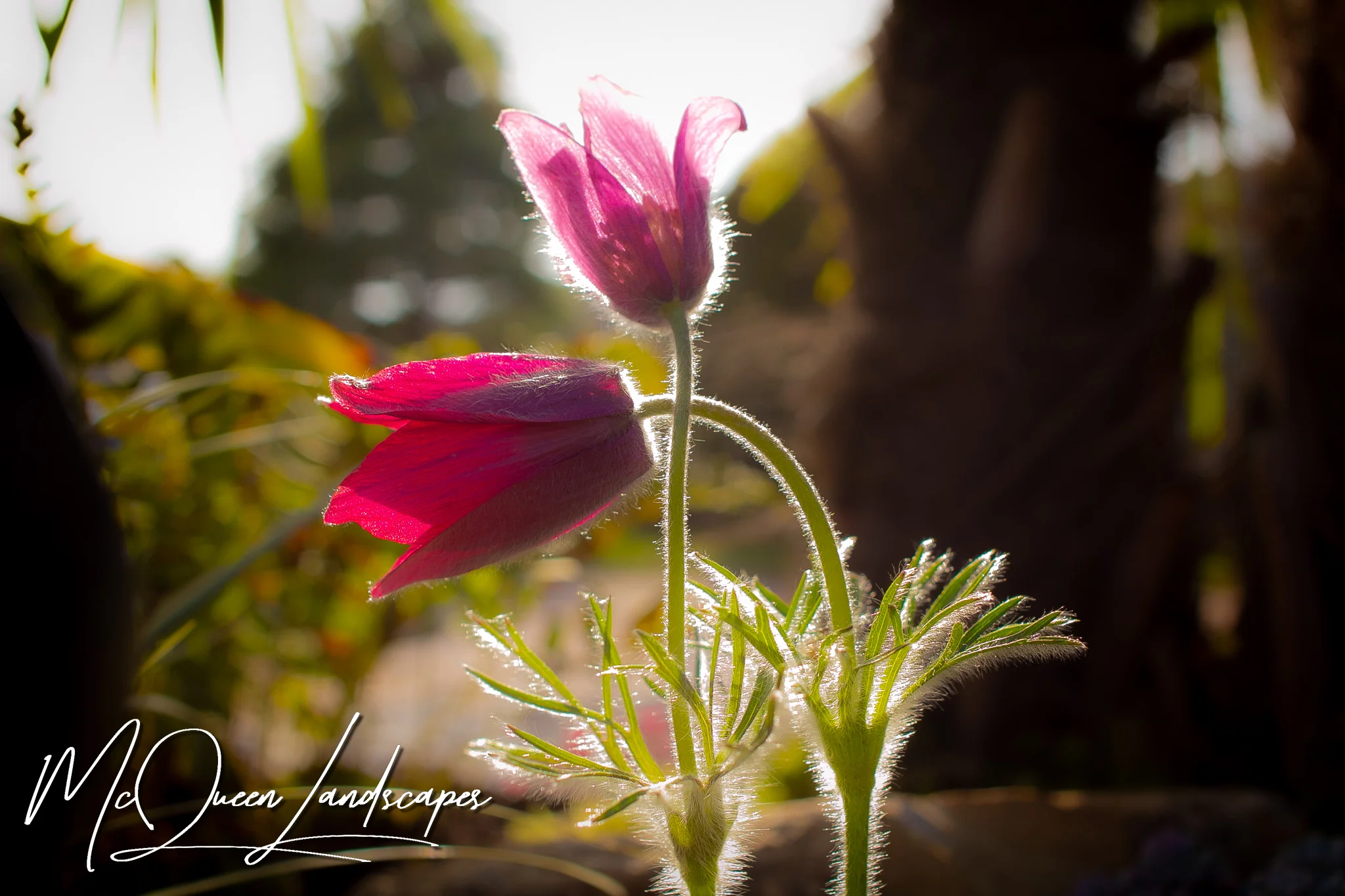 IMG_0787 copy.jpg