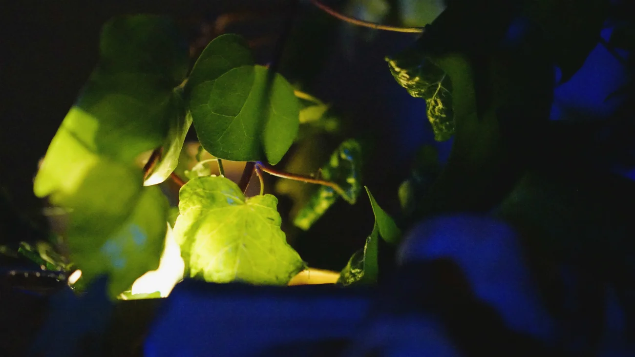 Forest_15.jpg