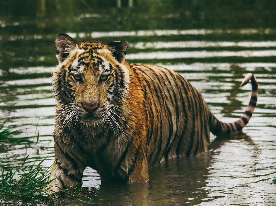 Tigers, Divination, and Money